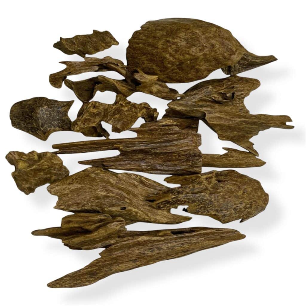 Malaysian Zura (AWO)