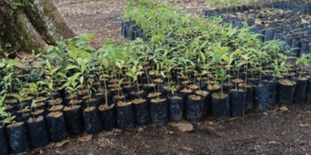 agarwood sapling